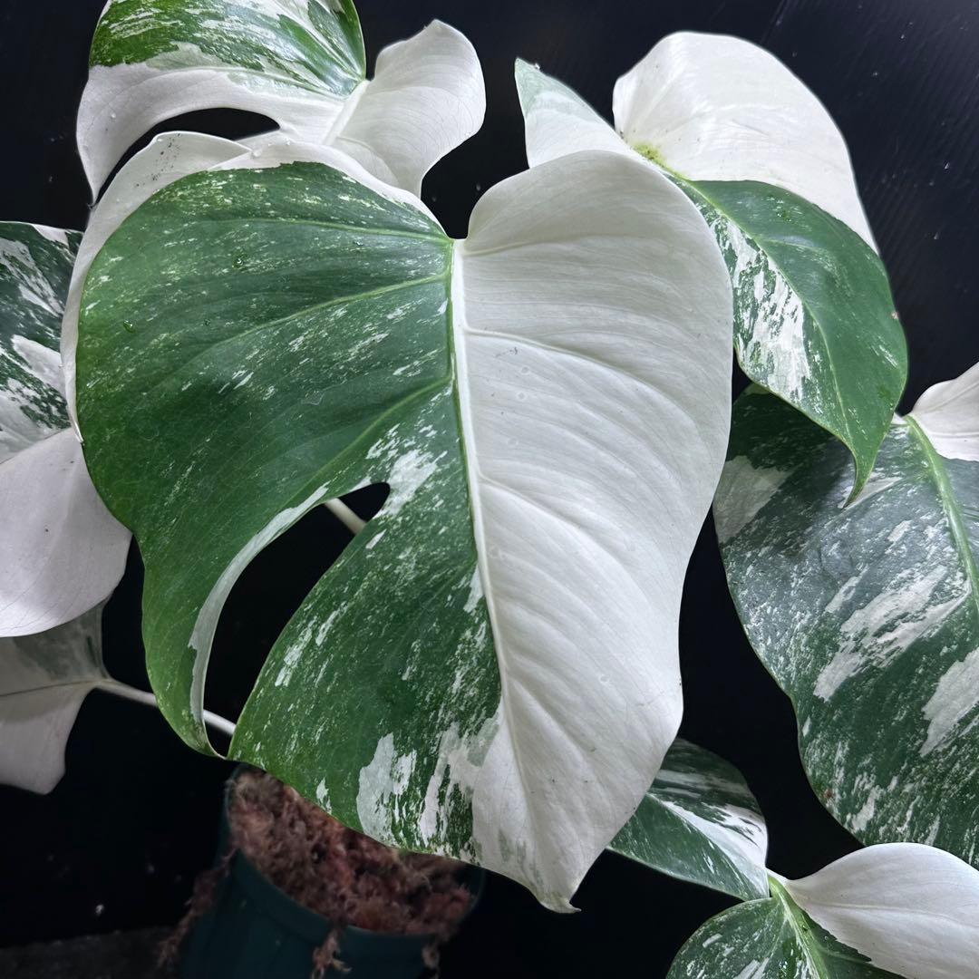 斑入りモンステラ ホワイトタイガー極美大株52cm白斑多 - メルカリ