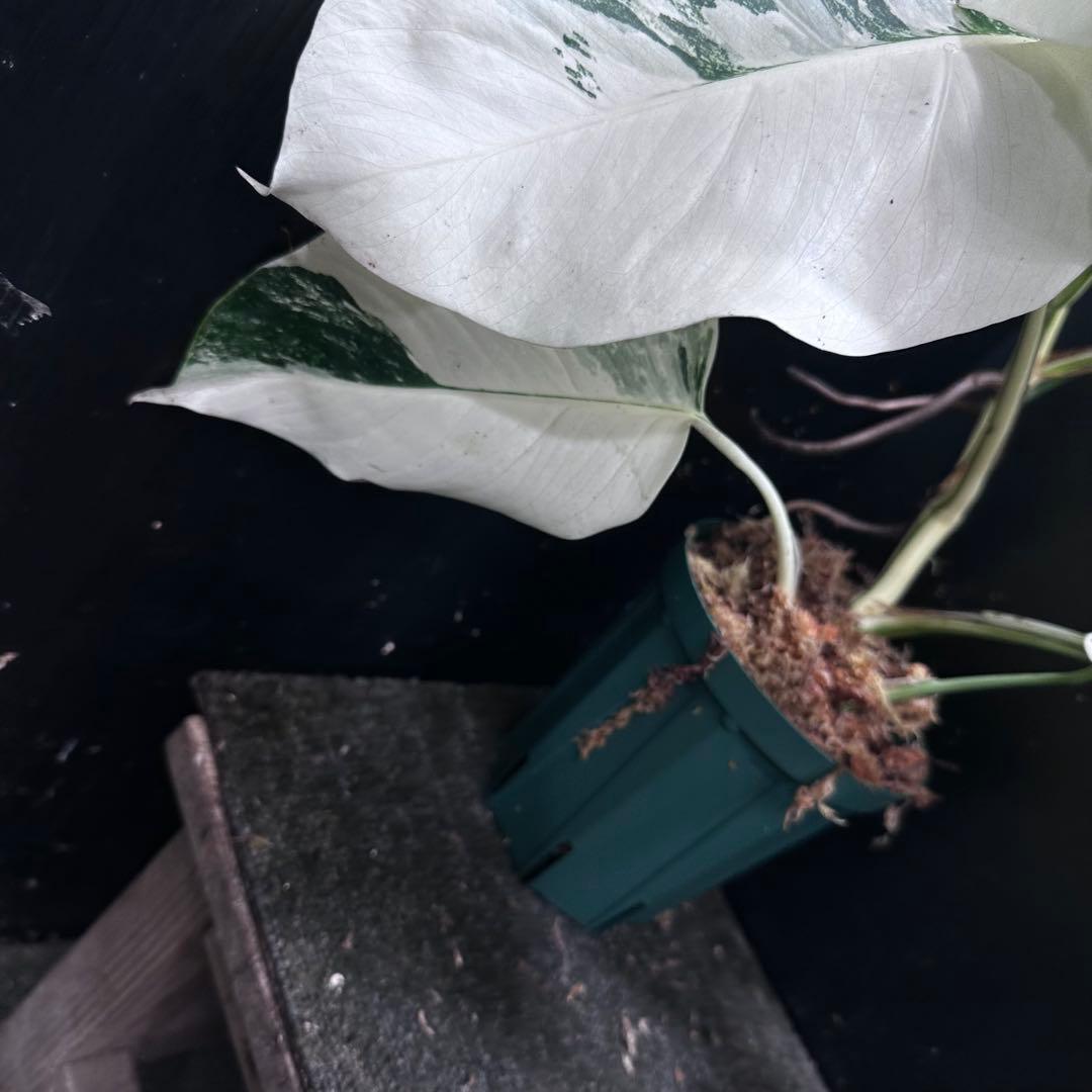 斑入りモンステラ ホワイトタイガー極美大株52cm白斑多 - メルカリ