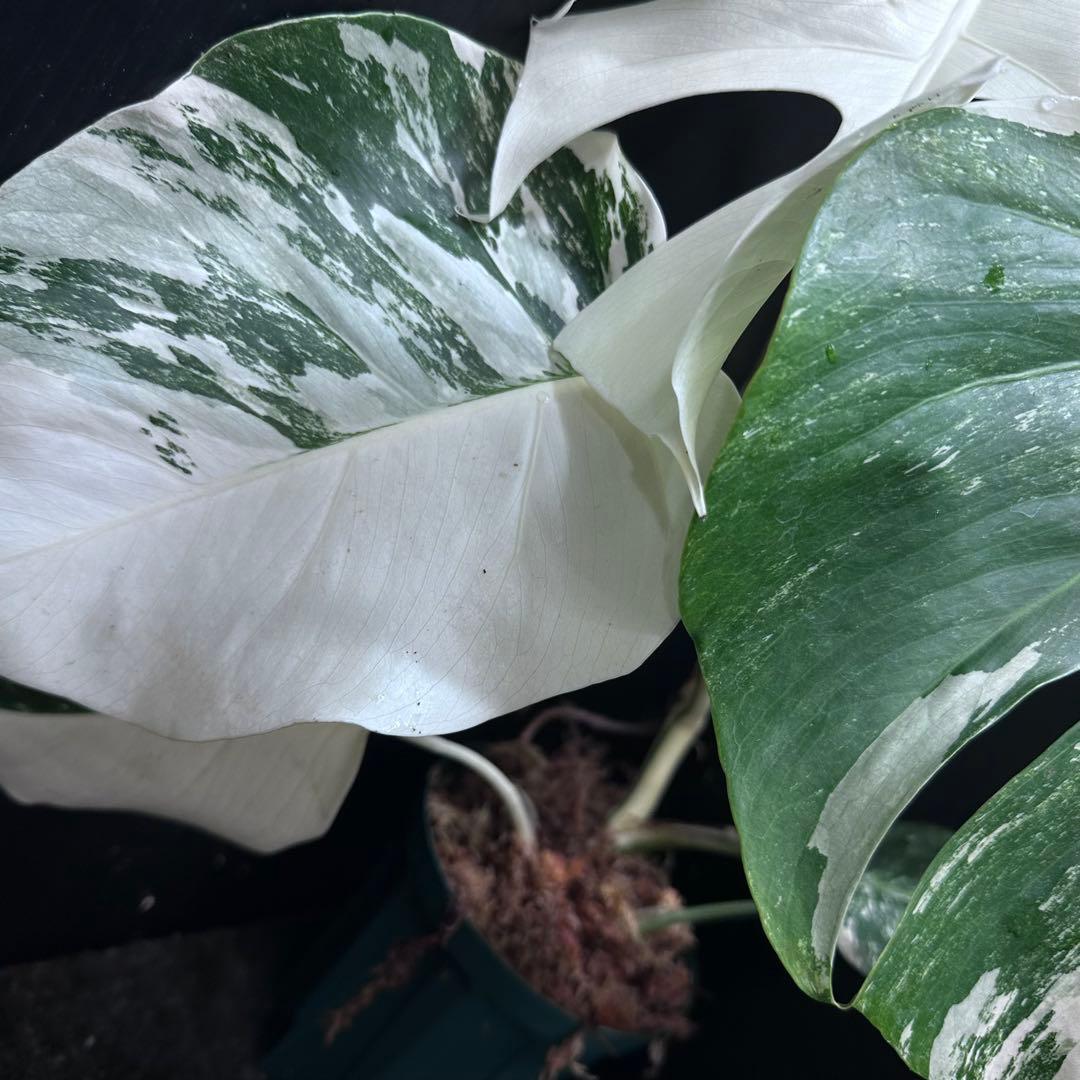 斑入りモンステラ ホワイトタイガー極美大株52cm白斑多 - メルカリ