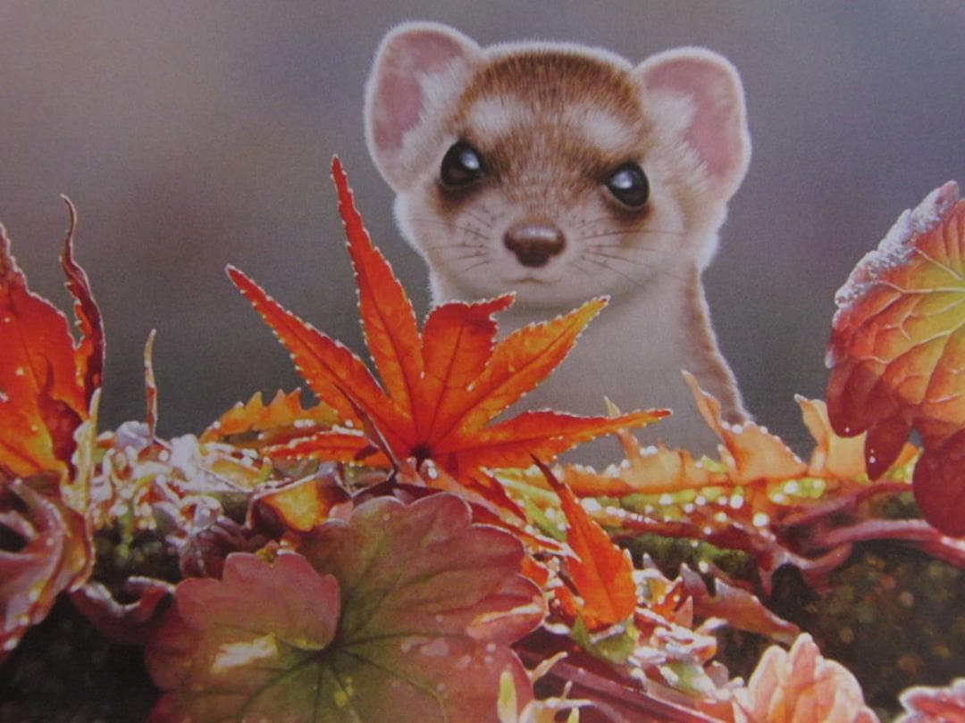 山地司、【オコジョ1】、希少な額装用画集より、状態良好、新品額装付