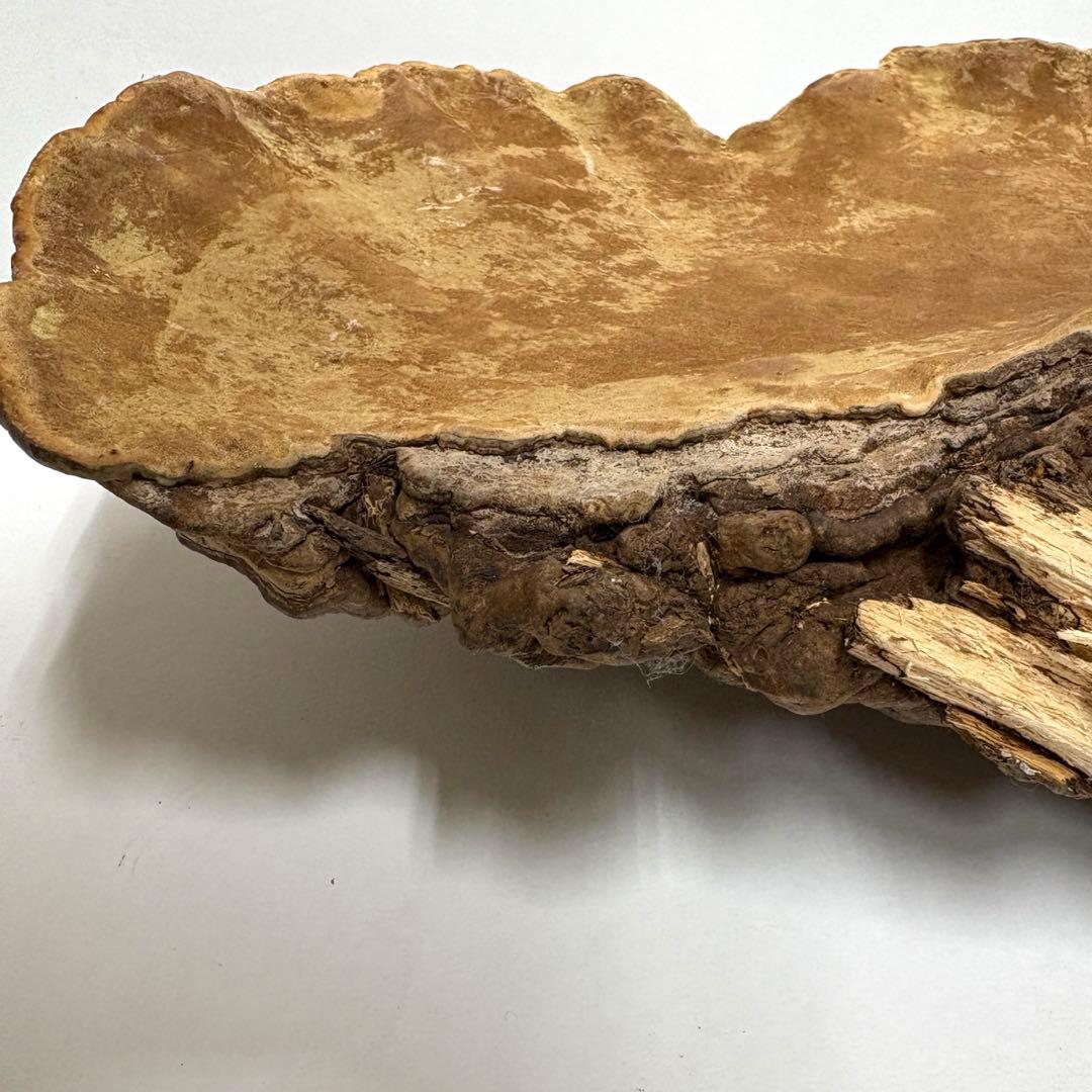 サルノコシカケ 猿の腰掛け # 硯屏 オブジェ 置物 レトロ 霊芝 漢方 書