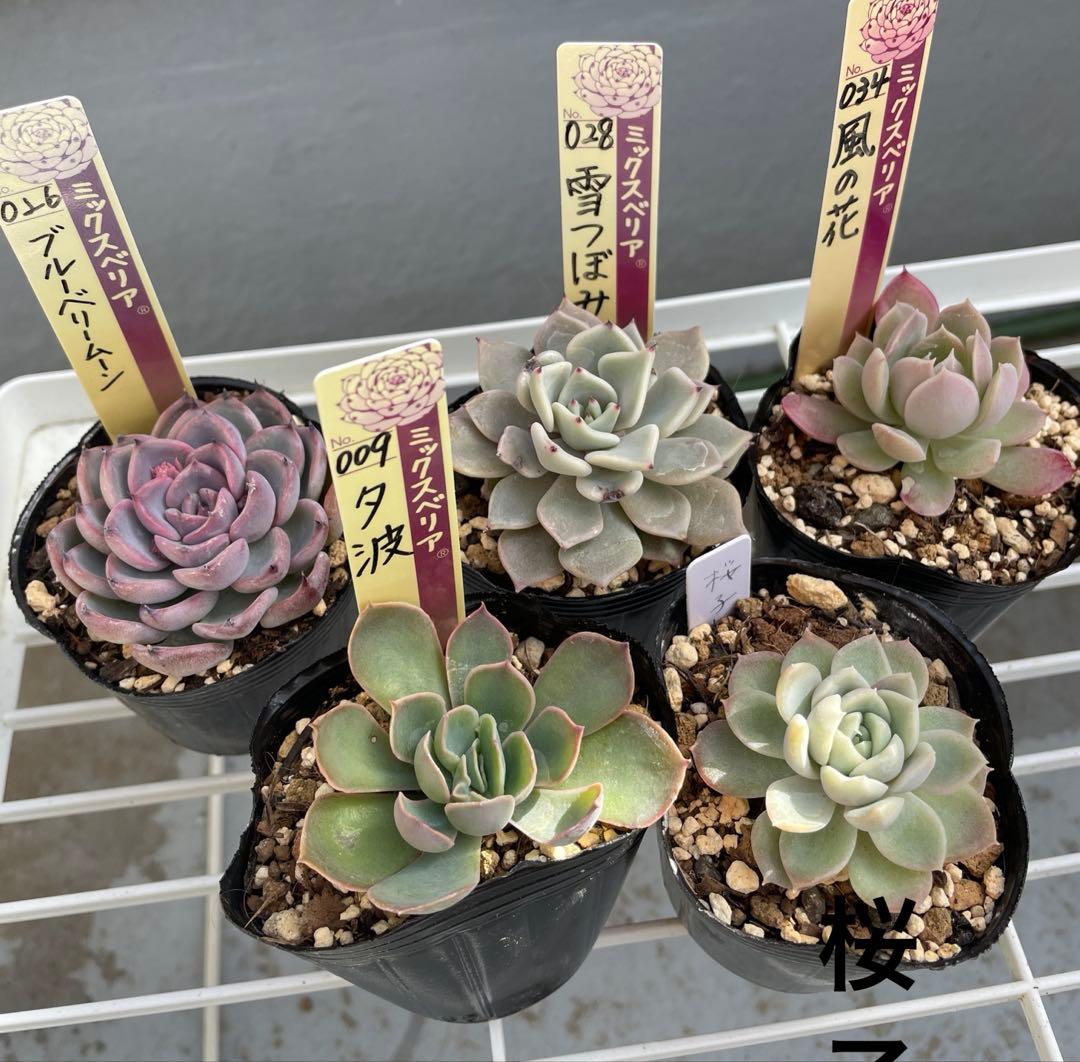 ミックスベリア ブルーベリームーン 雪つぼみ 風の花 夕波 桜子 - メルカリ