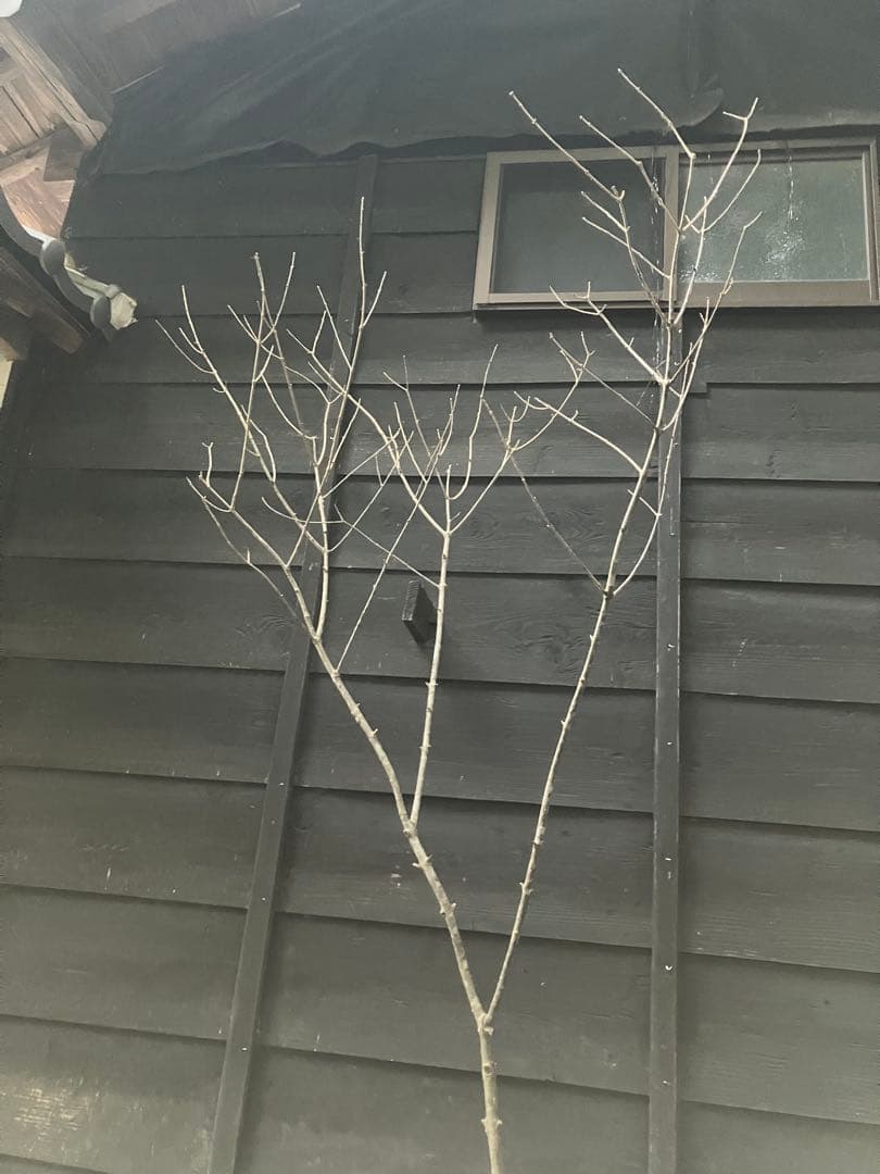 82 山採り アオダモ - メルカリ