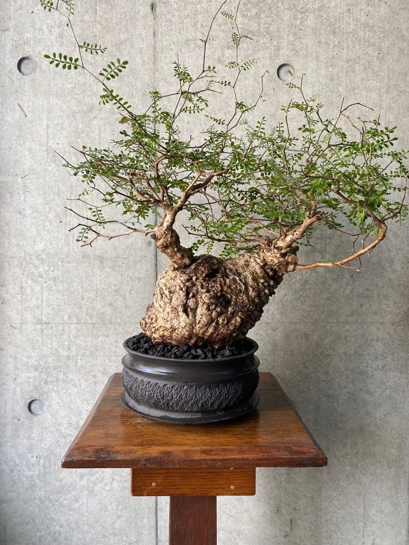 【コレクション株】　オペルクリアパキプス　goujin鉢　白肌良型　発根済