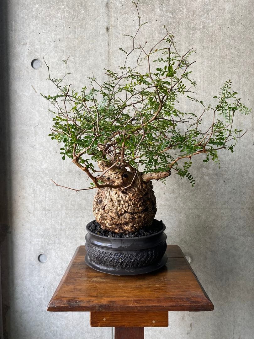 【コレクション株】　オペルクリアパキプス　goujin鉢　白肌良型　発根済