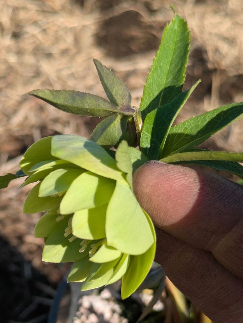 ウィンターシンフォニー クリスマスローズ【原種系ライトグリーンdd