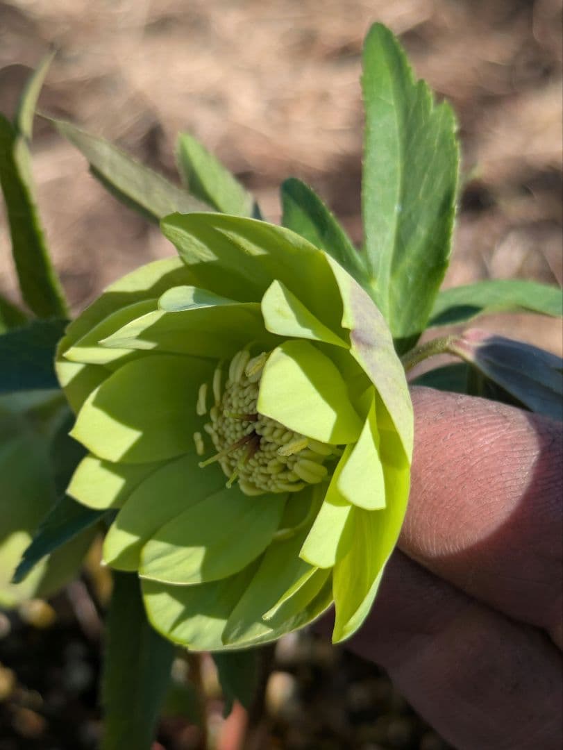 ウィンターシンフォニー クリスマスローズ【原種系ライトグリーンdd