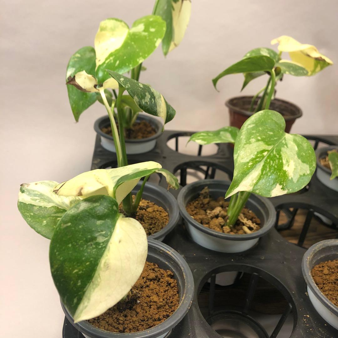 s*a様 10株セットms57訳あり【特別選抜】モンステラ・タイコンステレーショ