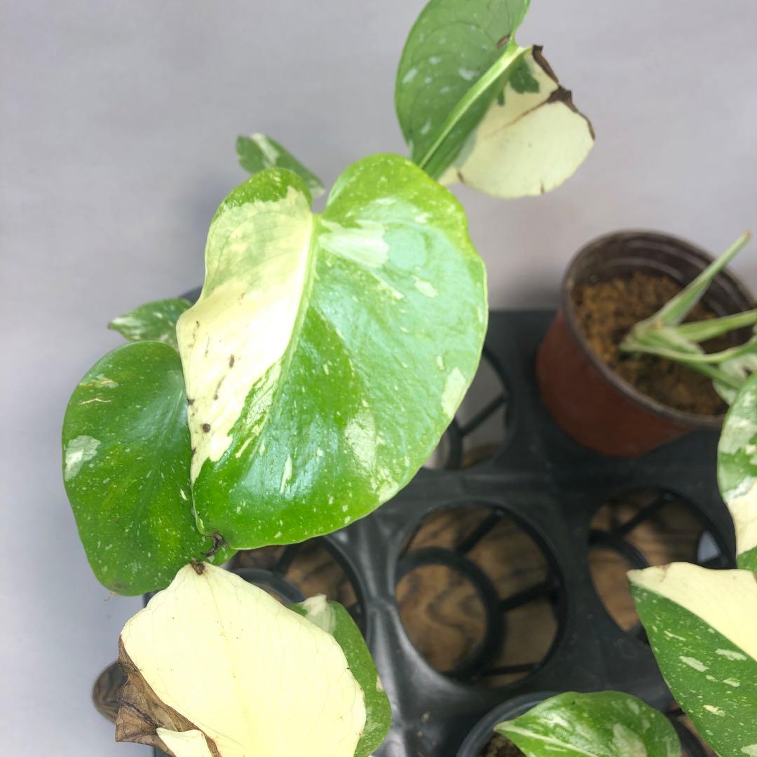 s*a様 10株セットms57訳あり【特別選抜】モンステラ・タイコンステレーショ