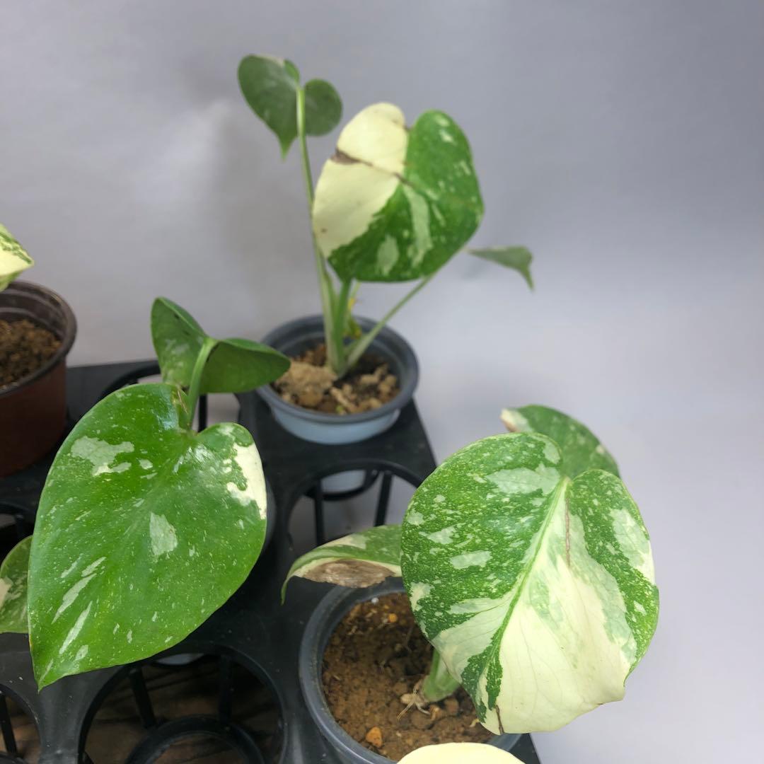 s*a様 10株セットms57訳あり【特別選抜】モンステラ・タイコンステレーショ