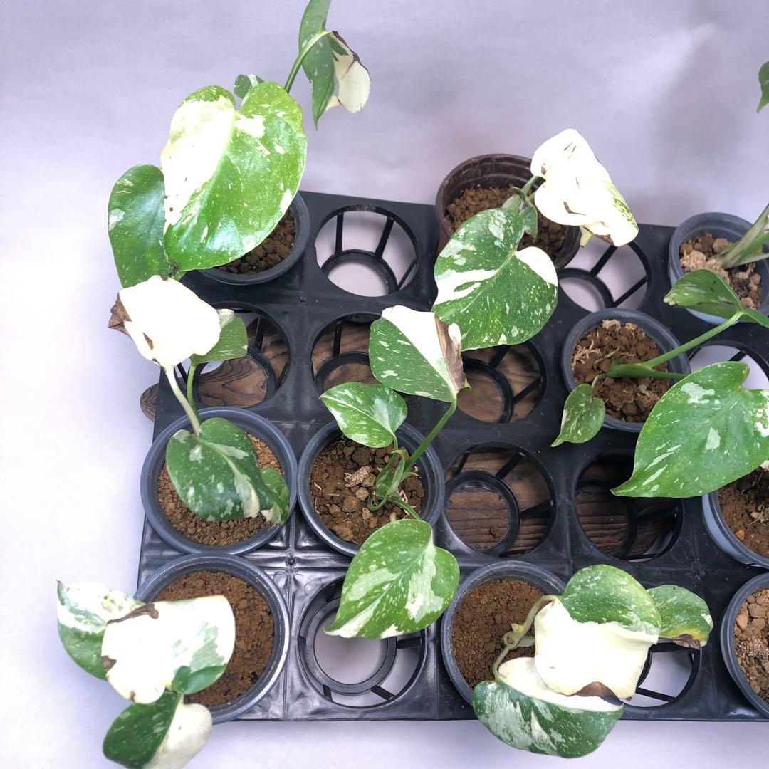 s*a様 10株セットms57訳あり【特別選抜】モンステラ・タイコンステレーショ