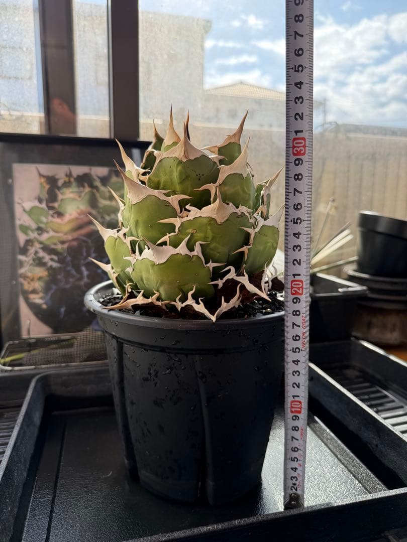 アガベ 狼牙 親株 鉢ごと 検）オテロイ ブツブツ 悪魔 ビースト - メルカリ