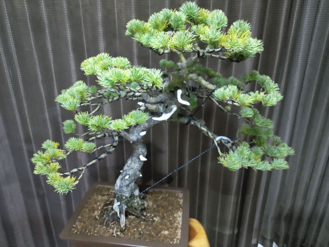 【大品 五葉松盆栽】真柏　　　　⭕吾妻五葉 (短葉)大迫力❗