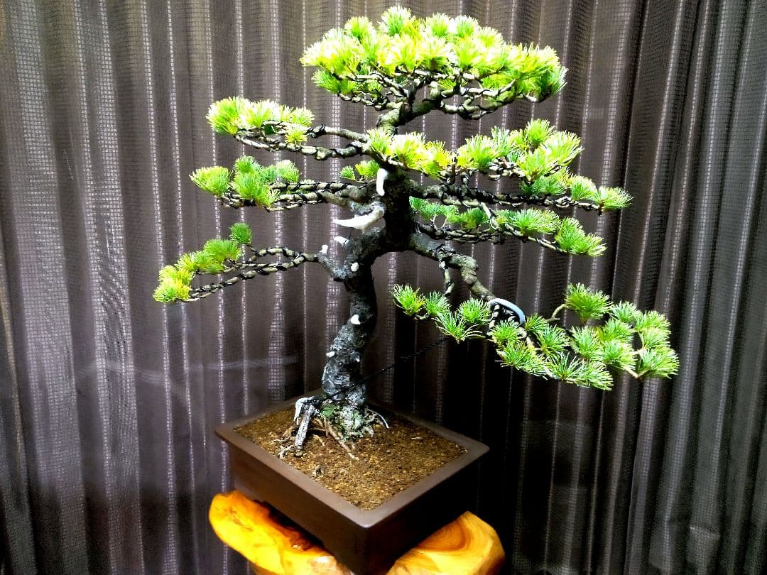 【大品 五葉松盆栽】真柏　　　　⭕吾妻五葉 (短葉)大迫力❗