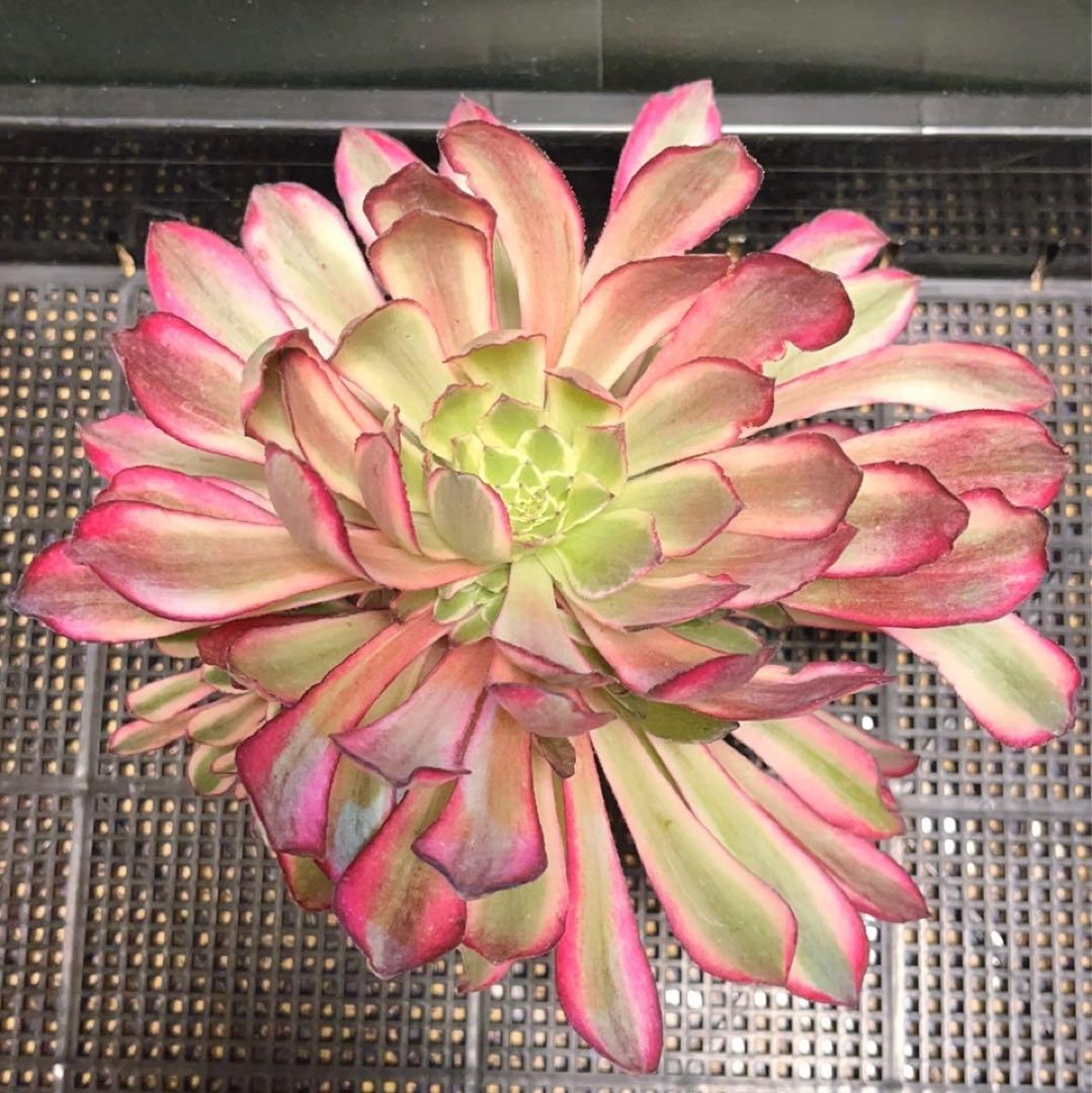 多肉植物アエオニウム錦❤カルミン*エメラルド錦❤️