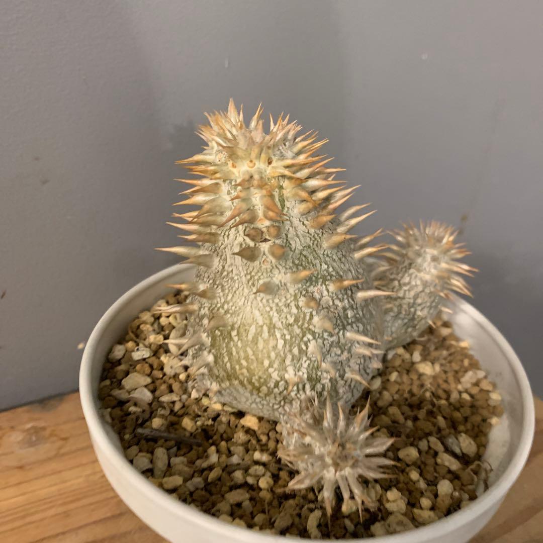 パキポディウム タッキー×レウコキサンツム　ハイブリッド