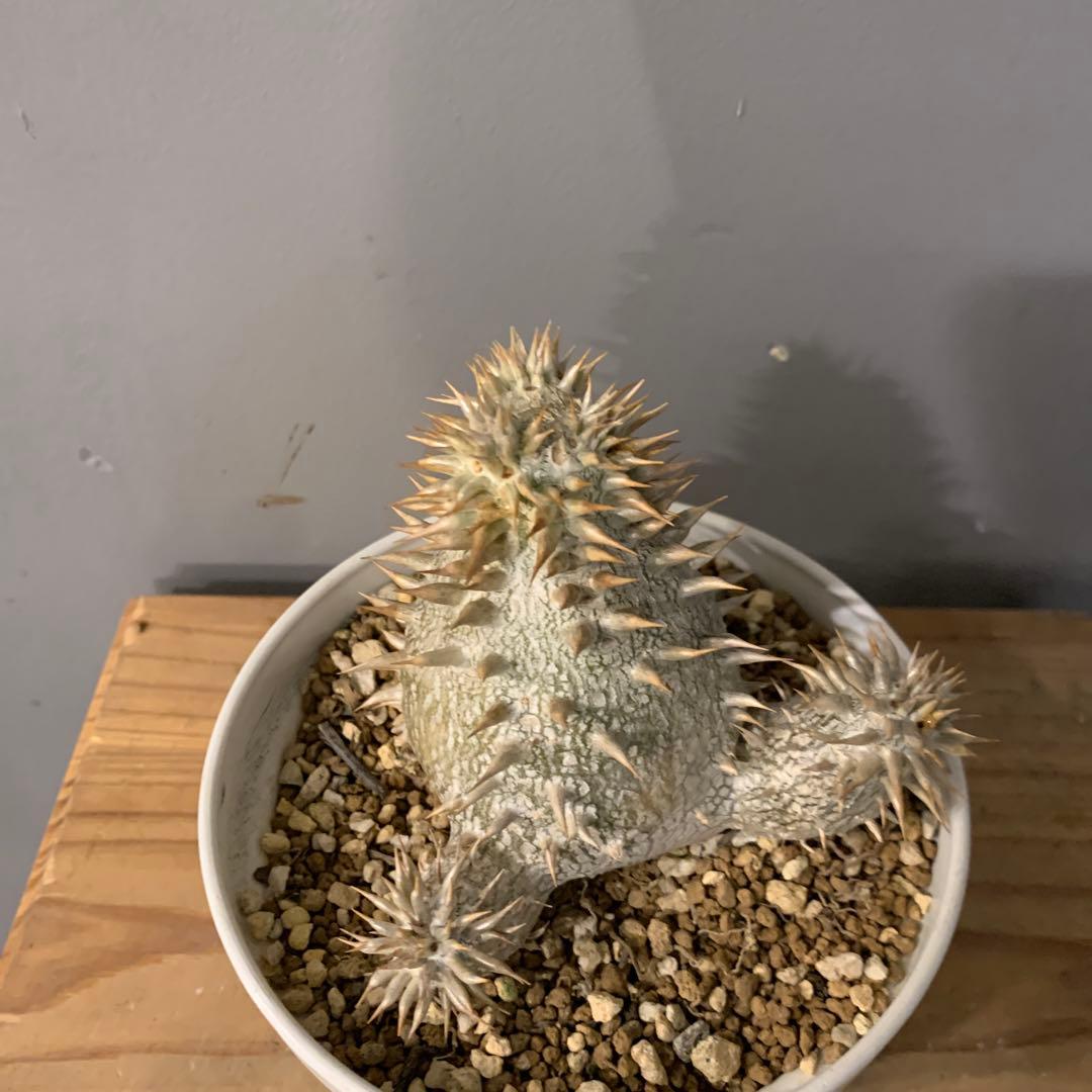 パキポディウム タッキー×レウコキサンツム　ハイブリッド