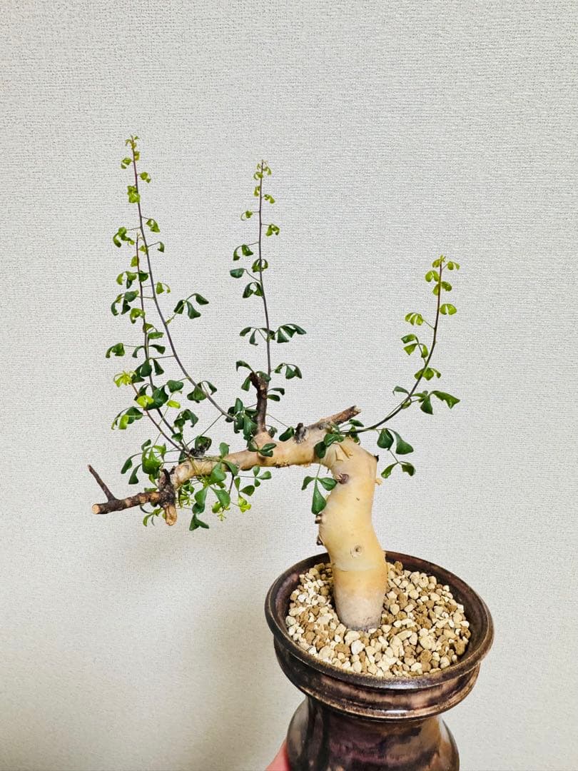 l*n様 コミフォラ カタフ ピュア 【collection】