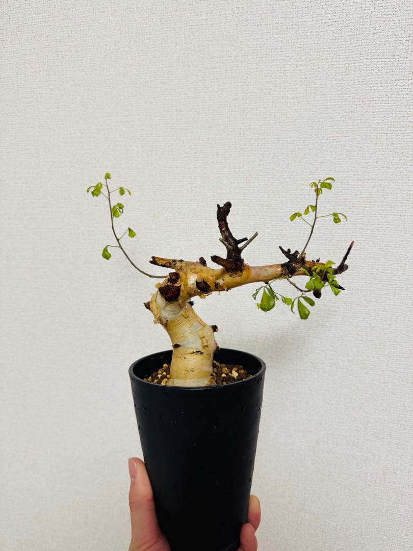 l*n様 コミフォラ カタフ ピュア 【collection】