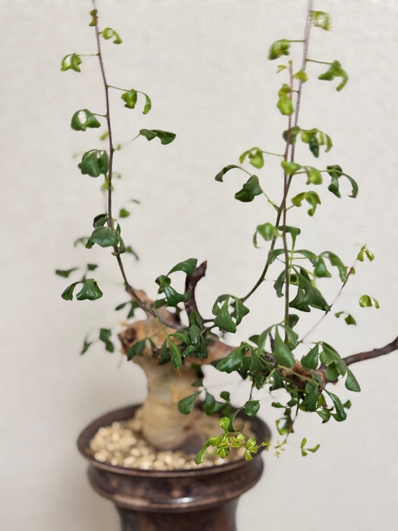 l*n様 コミフォラ カタフ ピュア 【collection】