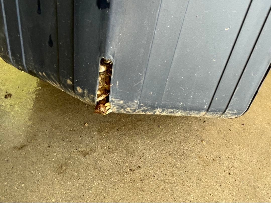 美株　超大株　グレビレア　ハニーワンダー　H約200cm 10号鉢　②