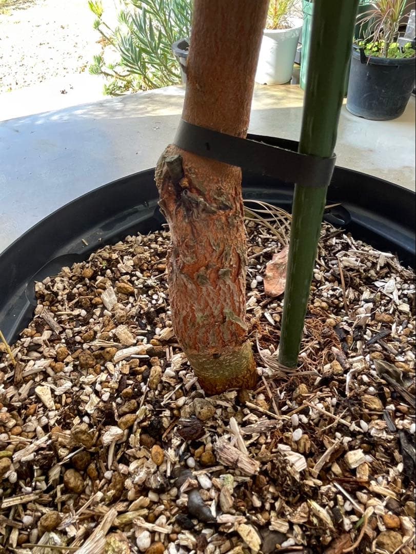 美株　超大株　グレビレア　ハニーワンダー　H約200cm 10号鉢　②