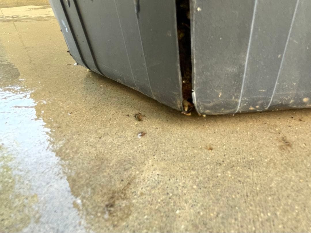 美株　超大株　グレビレア　ハニーワンダー　H約200cm 10号鉢　②