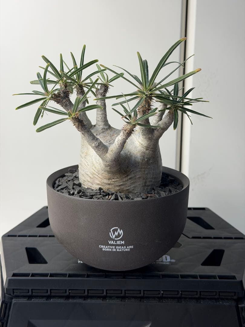 ［コレクション株］　白肌良型グラキリス