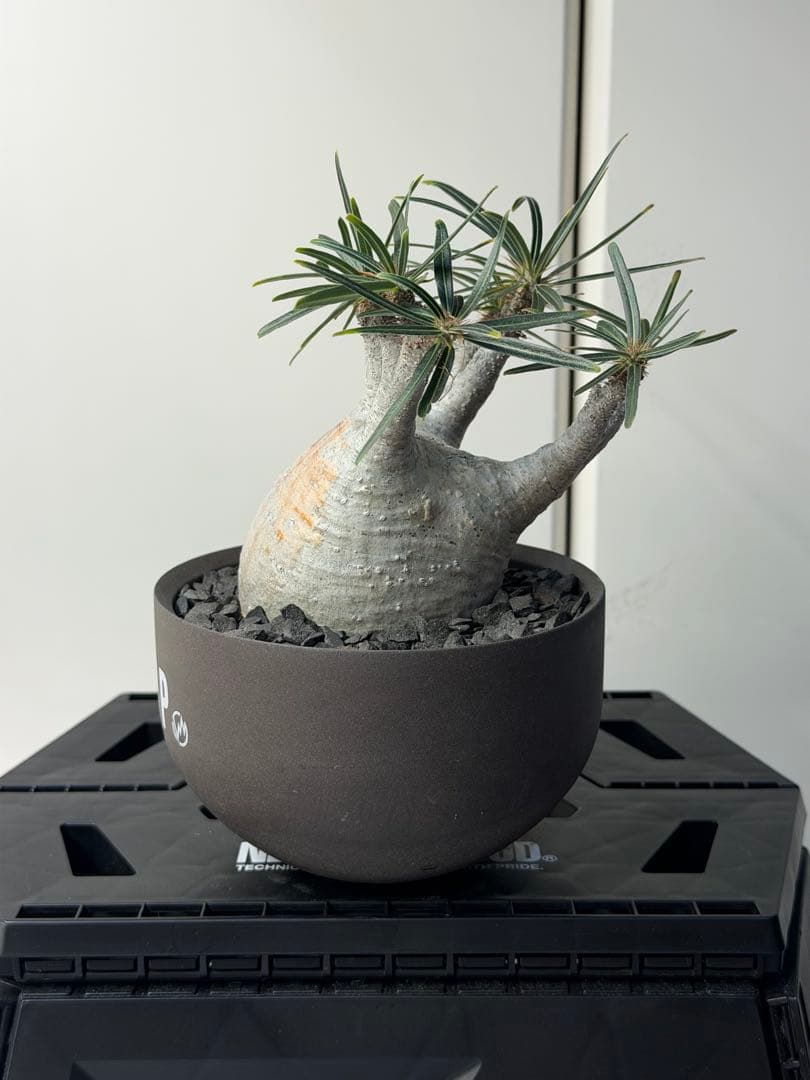 ［コレクション株］　白肌良型グラキリス