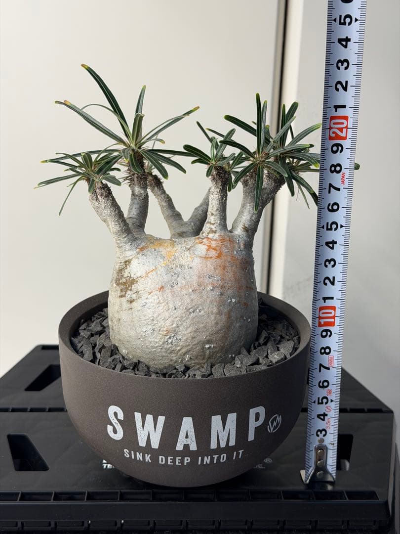 ［コレクション株］　白肌良型グラキリス