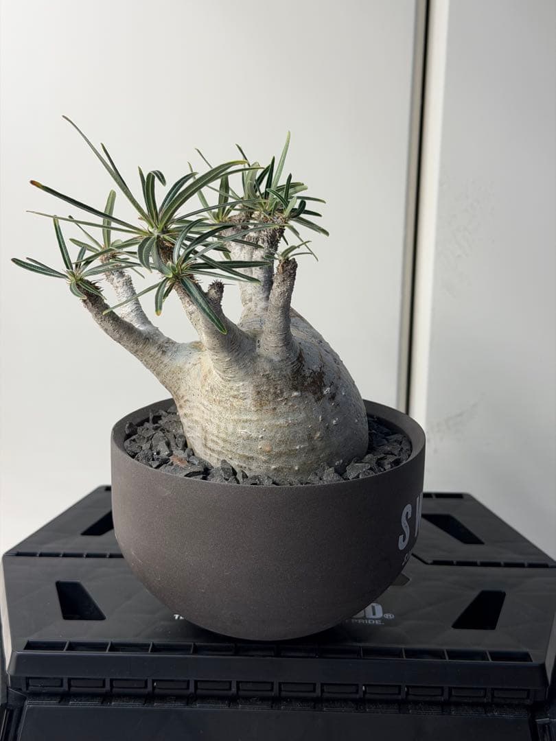 ［コレクション株］　白肌良型グラキリス