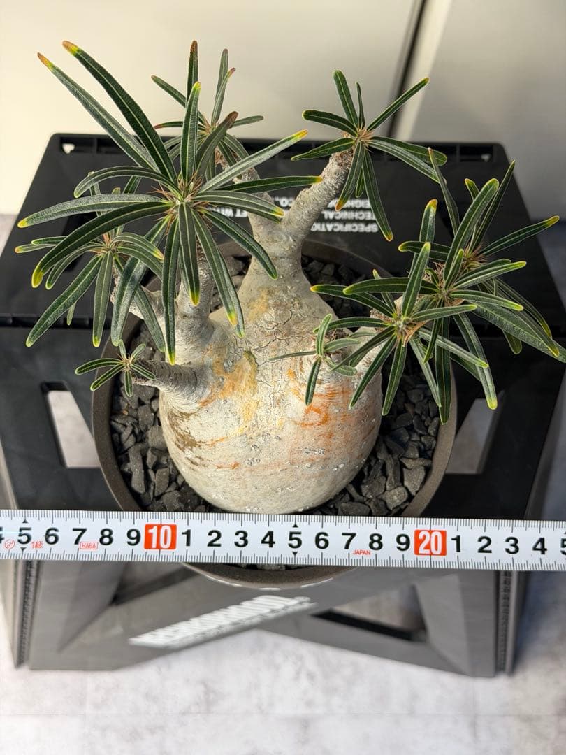 ［コレクション株］　白肌良型グラキリス