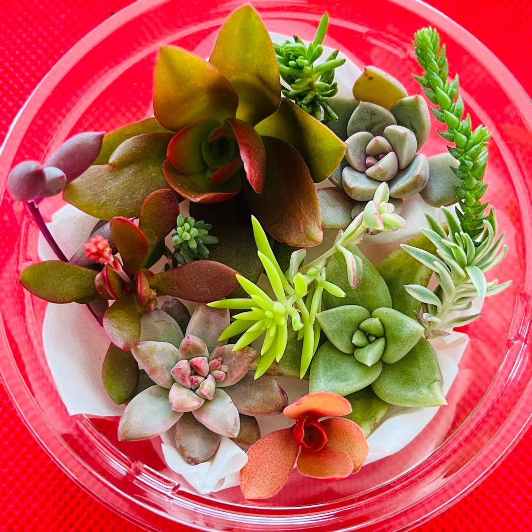 ②寄せ植えセット カット苗 詰め合わせ 多肉植物 - メルカリ
