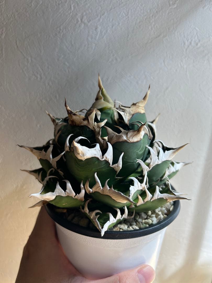 アガベ　レッドキャットウィーズル