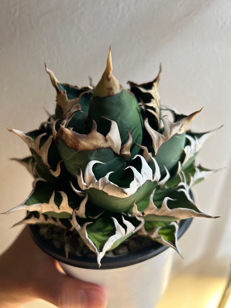 アガベ　レッドキャットウィーズル