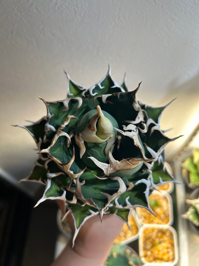 アガベ　レッドキャットウィーズル