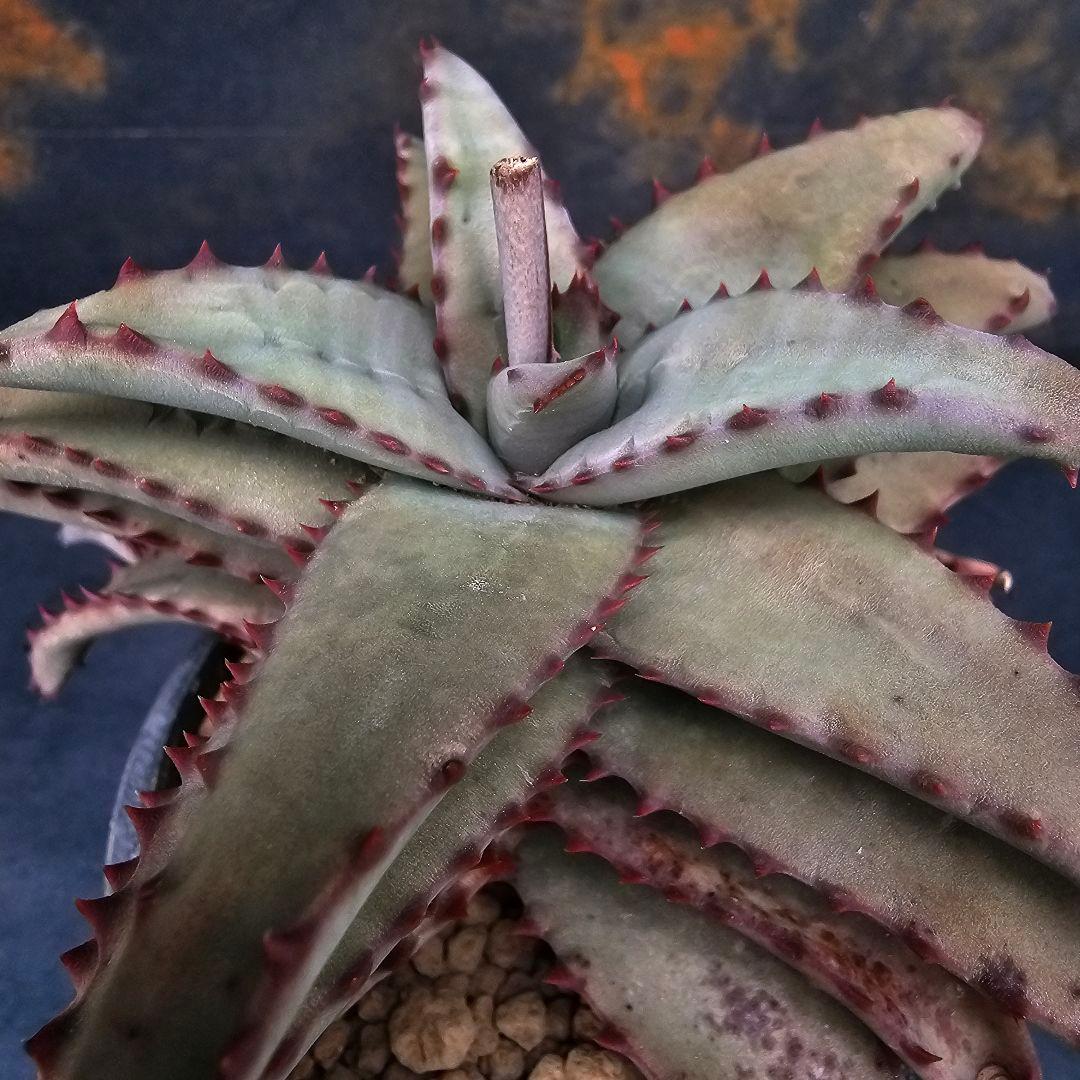 メルカリ便発送☆多肉植物 アロエ属 コニフェラ×カスティロニアエ