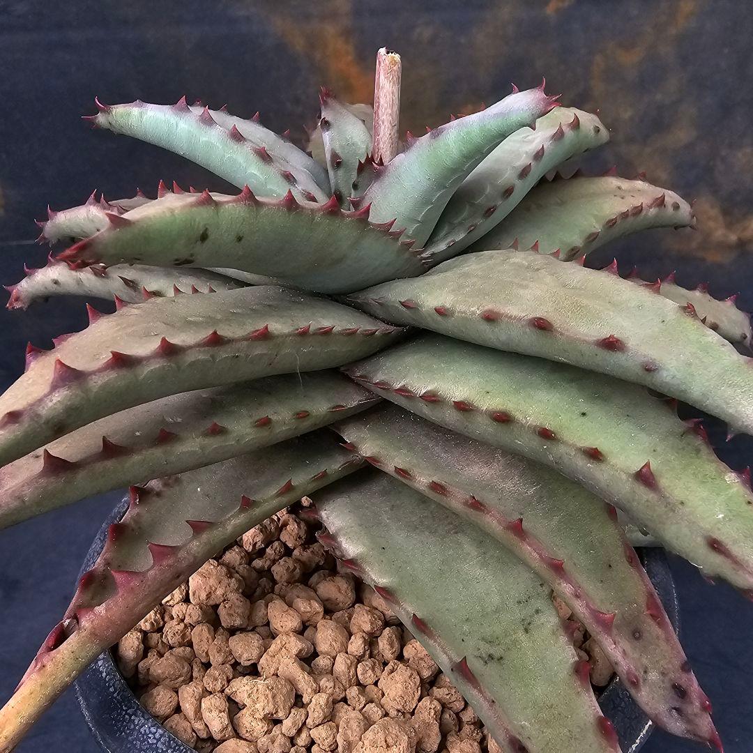 メルカリ便発送☆多肉植物 アロエ属 コニフェラ×カスティロニアエ