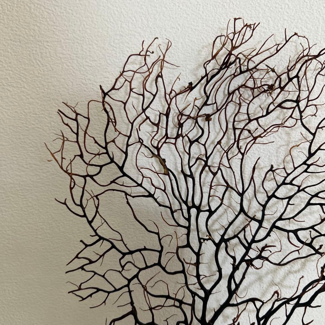 Hiro　ウミウチワ〈263〉