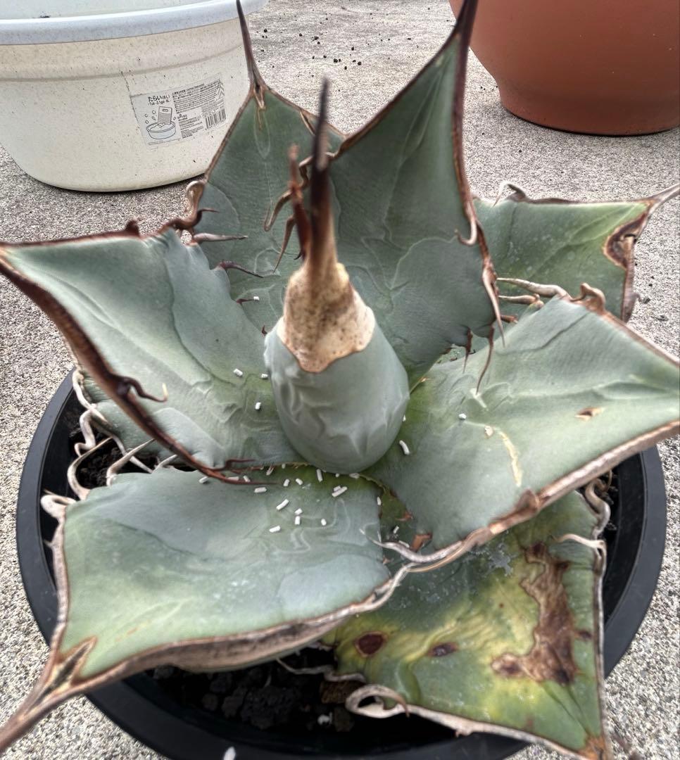 Agave oaxaca oteroi wild ブルー肌 バンド厚め