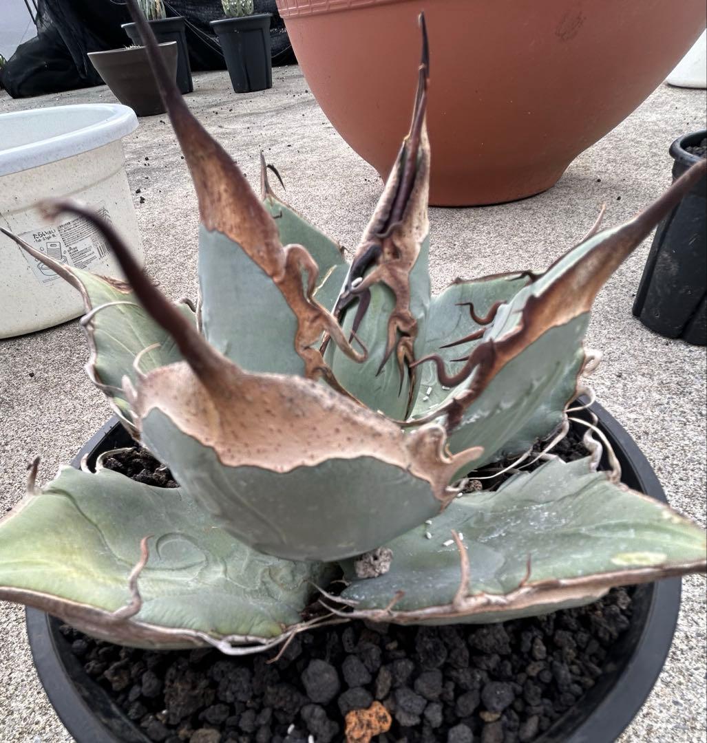 Agave oaxaca oteroi wild ブルー肌 バンド厚め