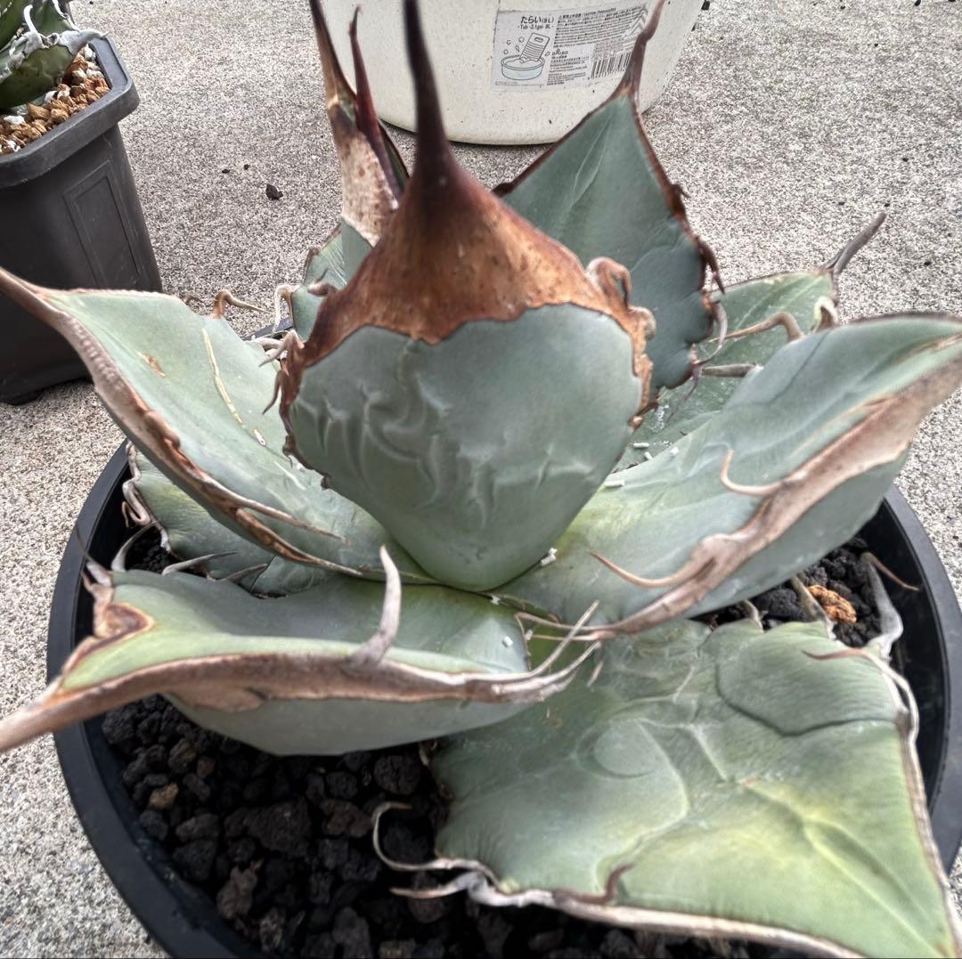 Agave oaxaca oteroi wild ブルー肌 バンド厚め