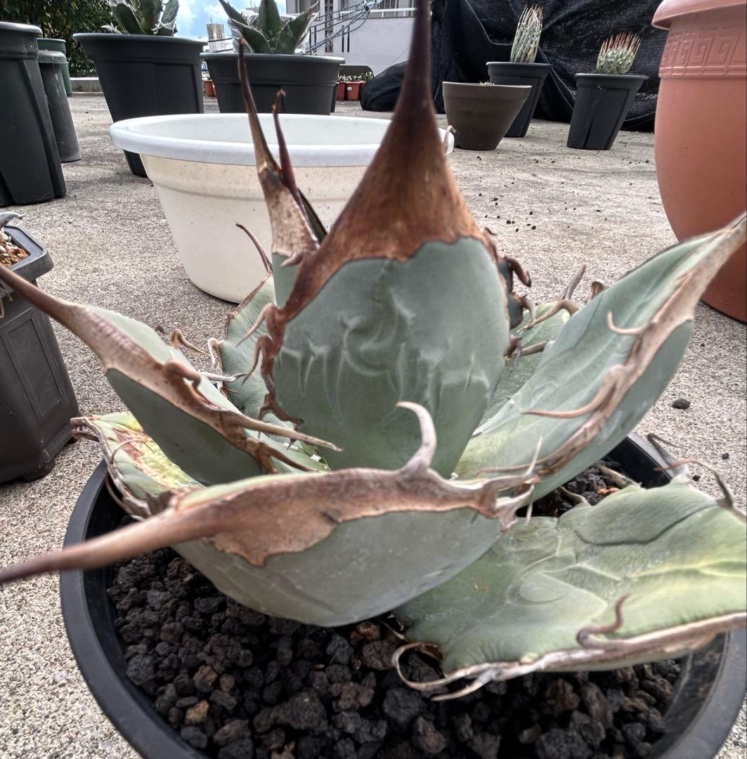 Agave oaxaca oteroi wild ブルー肌 バンド厚め