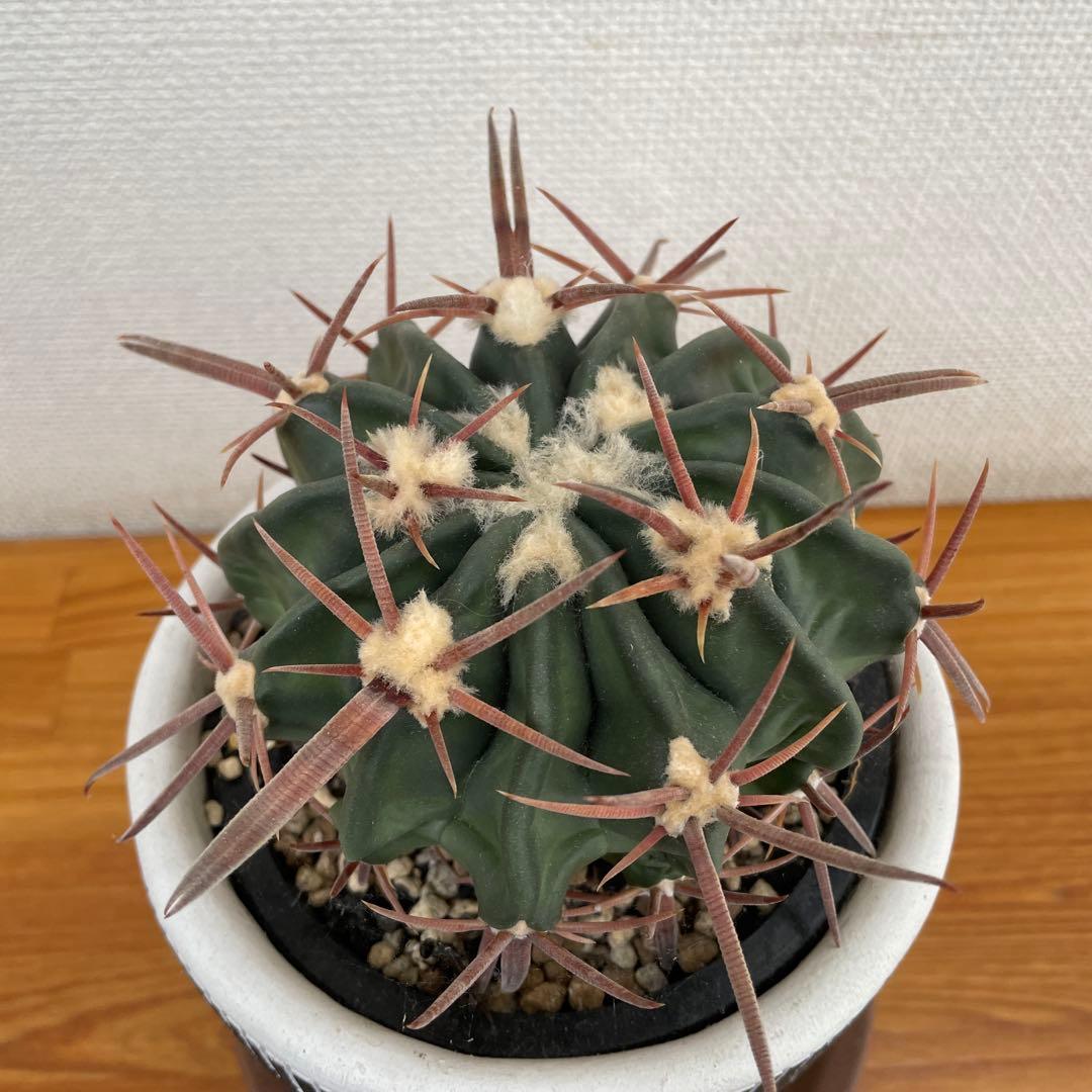 サボテン　綾波　実生