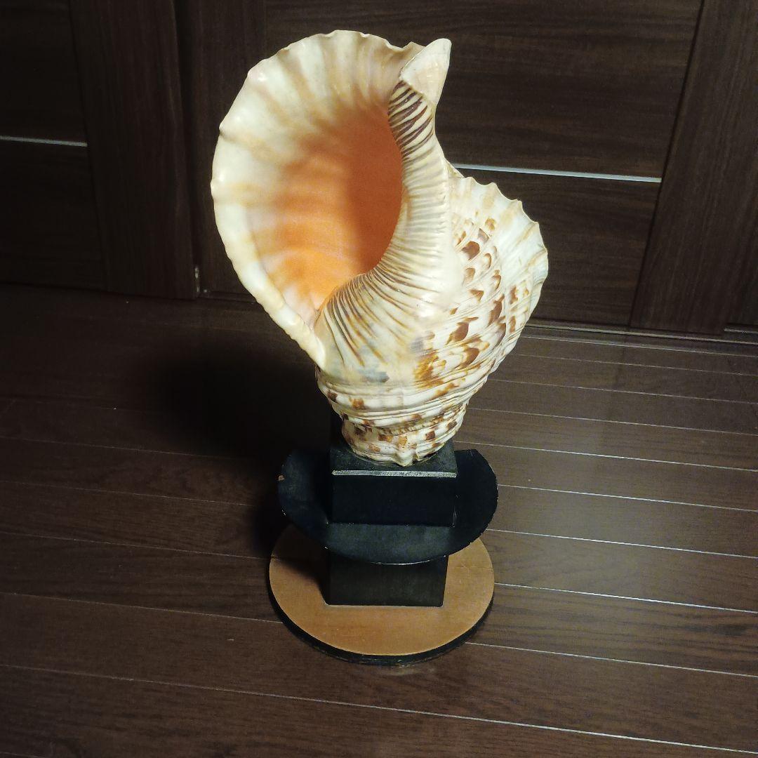 法螺貝 特大 42cm 1871.3Kg 超希少価値✨
