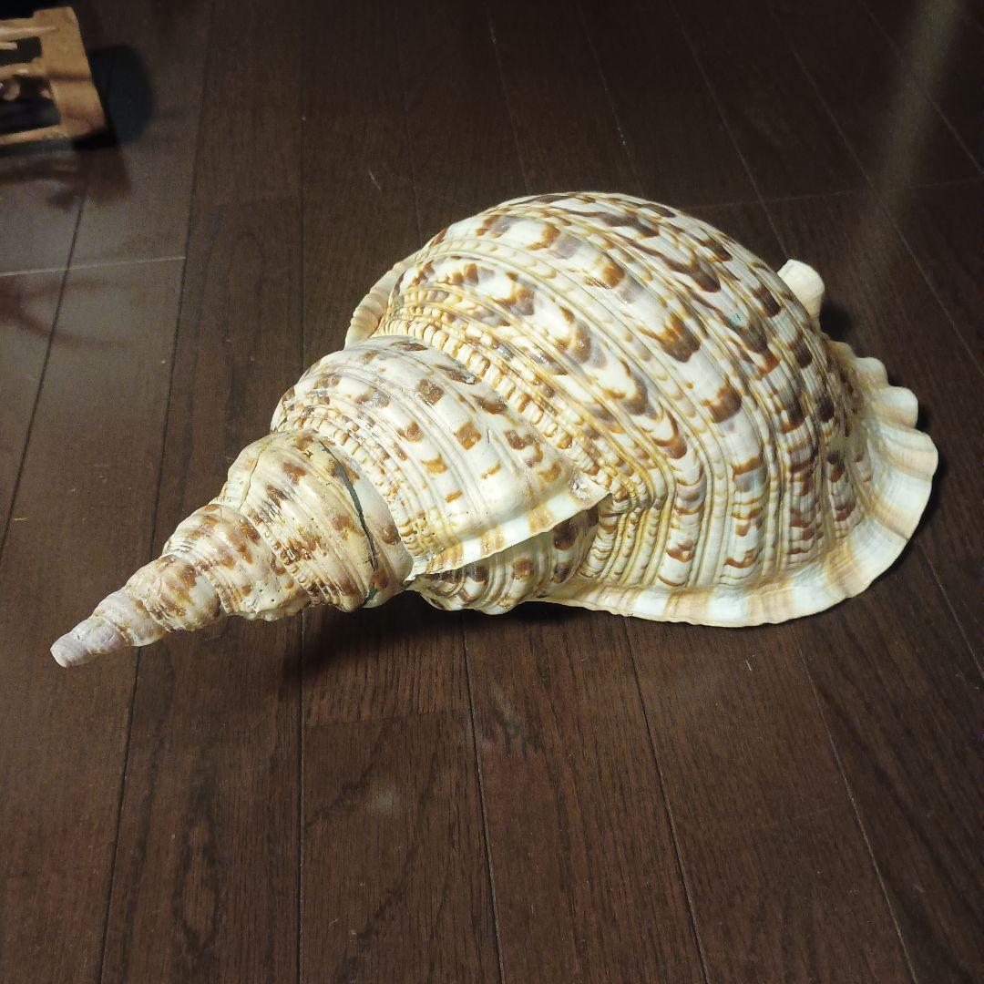 法螺貝 特大 42cm 1871.3Kg 超希少価値✨