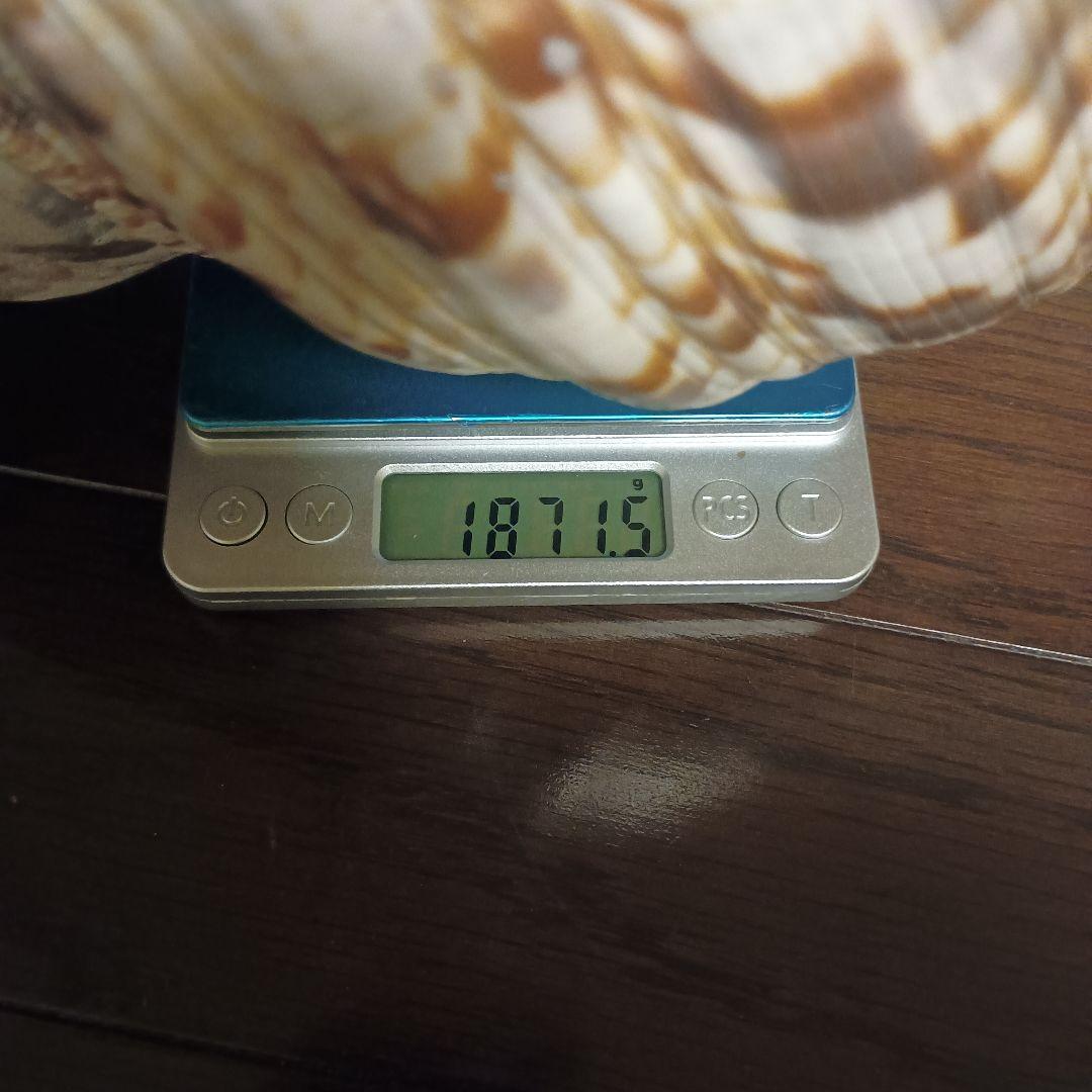法螺貝 特大 42cm 1871.3Kg 超希少価値✨