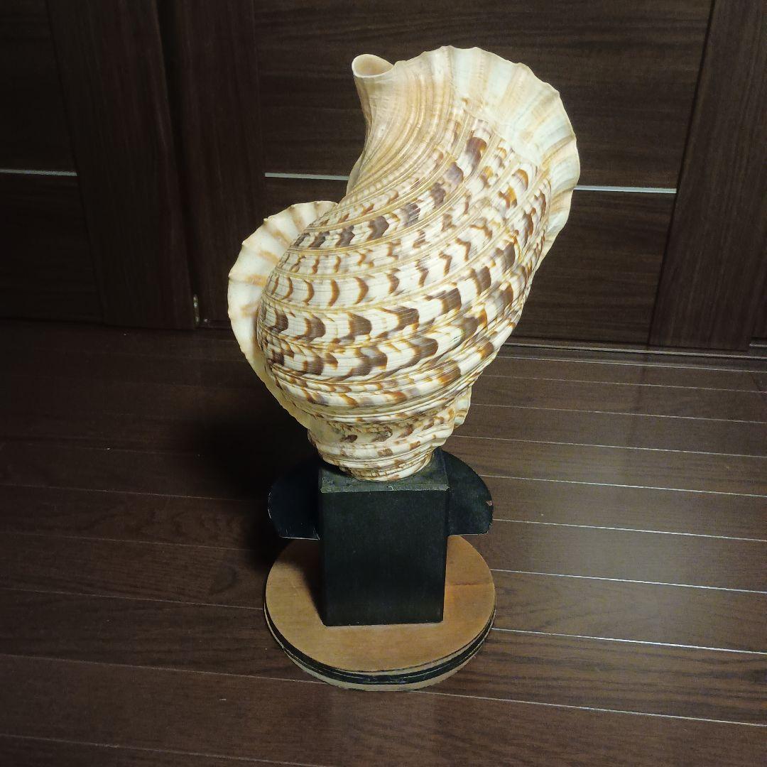法螺貝 特大 42cm 1871.3Kg 超希少価値✨