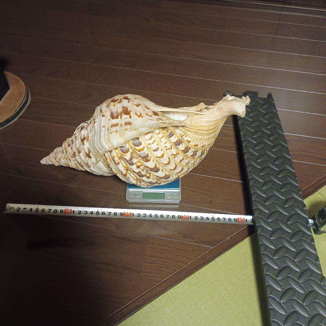 法螺貝 特大 42cm 1871.3Kg 超希少価値✨