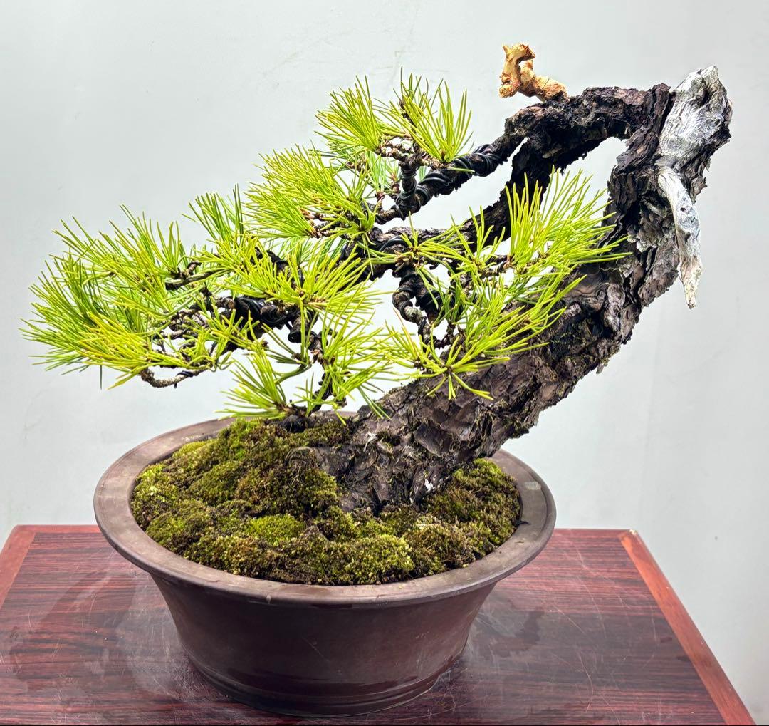 r*i様 黒松　盆栽　面白い木‼️